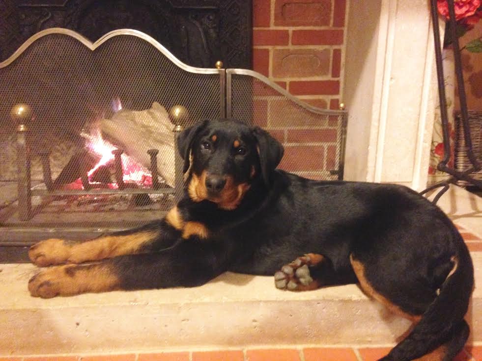 domainedelalicorne.fr photo chien beauceron photo chiot beauceron Elevage de beauceron chiot beauceron pure race élevage du clos de la licorne elevage des gardiens de la licorne elevage beauceron noir et feu authentique gros gabarits élevage de Beauceron familial sérieux et qualité domainedelalicorne.fr suivi des chiots conseil d’éducation chiot propre bas rouge santé caractère spécialiste du beauceron noir et feu ou arlequin chien rustique berger de France  nos chiots sont élevés avec amour et attention notre passion au service de la qualité Beauceron de qualité et sportif domaine de la licorne 04380 BARRAS élevage en liberté éleveur berger de beauce élevage de beauceron de travail 06 11 20 51 93 site domainedelalicorne.fr mail domainedelalicorne@gmail.com